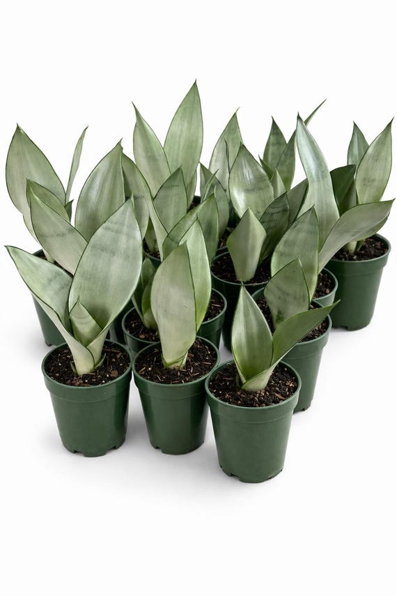 Moonshine Snake Plant – Rare Silvery Green Sansevieria | Easy Care Indoor Houseplant | Air Purifying & Low Light Succulent Plant Gift
