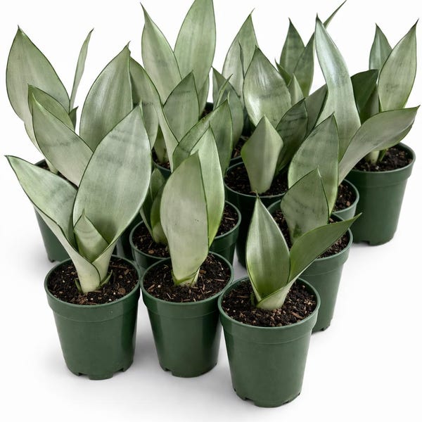 Moonshine Snake Plant – Rare Silvery Green Sansevieria | Easy Care Indoor Houseplant | Air Purifying & Low Light Succulent Plant Gift