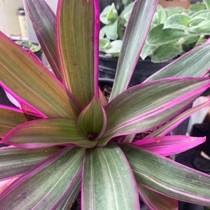Dwarf Oyster Plant Variegated FULL PLANT Tradescantia spathacea tricolor Rhoeo 'Tricolor', tradescantia, Moses in the cradle,plant 6in pot image 7