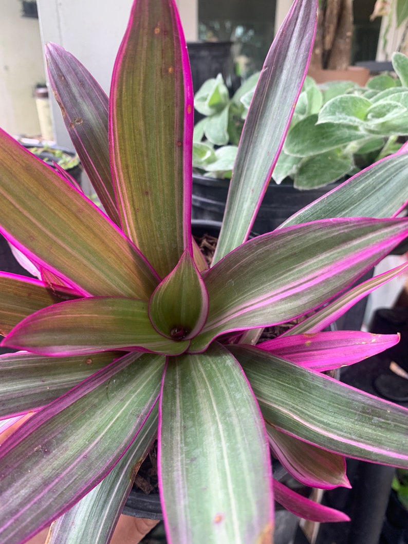 Dwarf Oyster Plant Variegated FULL PLANT Tradescantia spathacea tricolor Rhoeo 'Tricolor', tradescantia, Moses in the cradle,plant 6in pot image 7