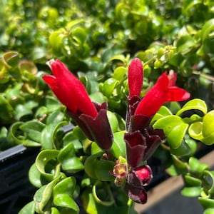 May include: A lipstick plant featuring vibrant red, tubular flowers emerging from dark, velvety maroon calyxes. The plant has glossy, bright green, succulent-like leaves that are densely packed on trailing stems, creating a lush foliage display.