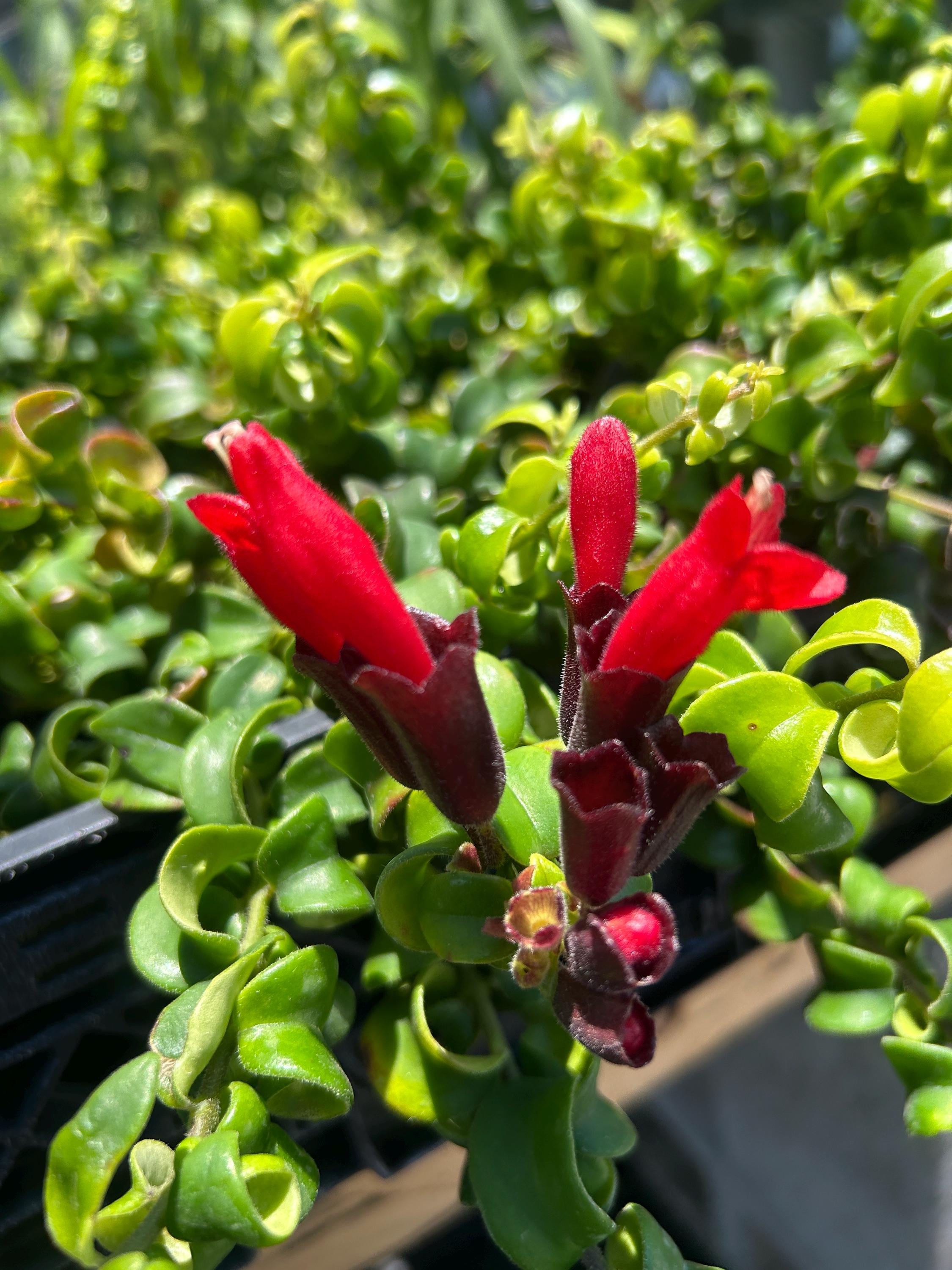 Curly Lipstick Plant  Aeschynanthus Rasta  Live Trailing Houseplant in 4  Pot  Unique Curled Foliage & Bright Red Flowers Indoor Hanging - Etsy