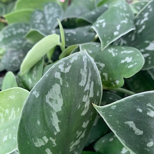 May include: Close-up of a houseplant with large, green leaves with silver variegation.