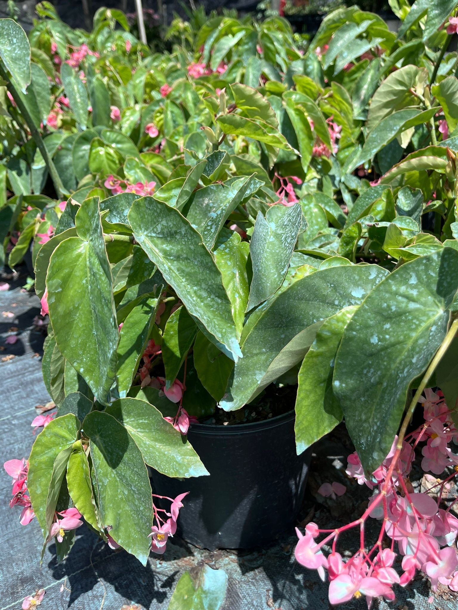 Learn about Begonia cucullata coll. #A1AG-286 | Hardy