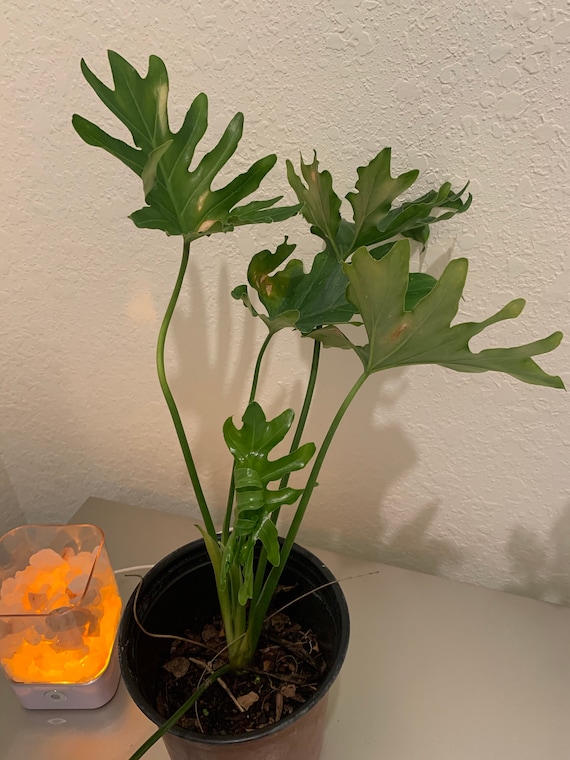Philodendrum Selloum Philodendron Lacy Tree Small 6in Pot - Etsy