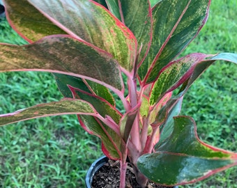 Aglaonema Red Siam Plant, Siam Aurora, Aglaonema Firecracker, Chinese Evergreens