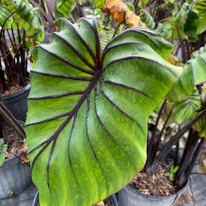 Peut inclure: Gros plan sur une grande feuille verte vibrante avec des veines violet fonc&eacute; pro&eacute;minentes. La feuille a une surface textur&eacute;e et un bord unique et froiss&eacute;. La plante est dans un pot noir, entour&eacute;e d'autres plantes.