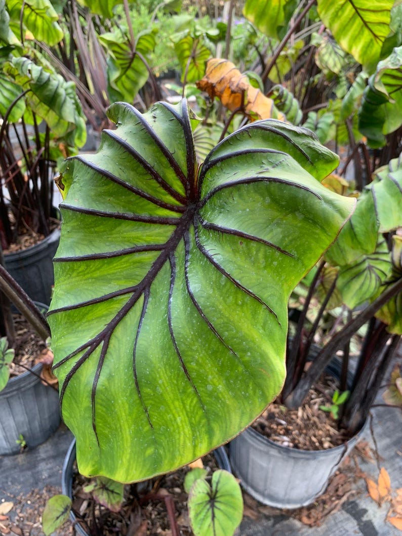 Peut inclure: Gros plan sur une grande feuille verte vibrante avec des veines violet fonc&eacute; pro&eacute;minentes. La feuille a une surface textur&eacute;e et un bord unique et froiss&eacute;. La plante est dans un pot noir, entour&eacute;e d'autres plantes.