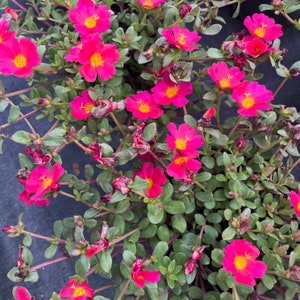 May include: A close-up of a vibrant pink flowering plant with green leaves. The plant is in full bloom with many flowers open. The flowers have a bright yellow center.