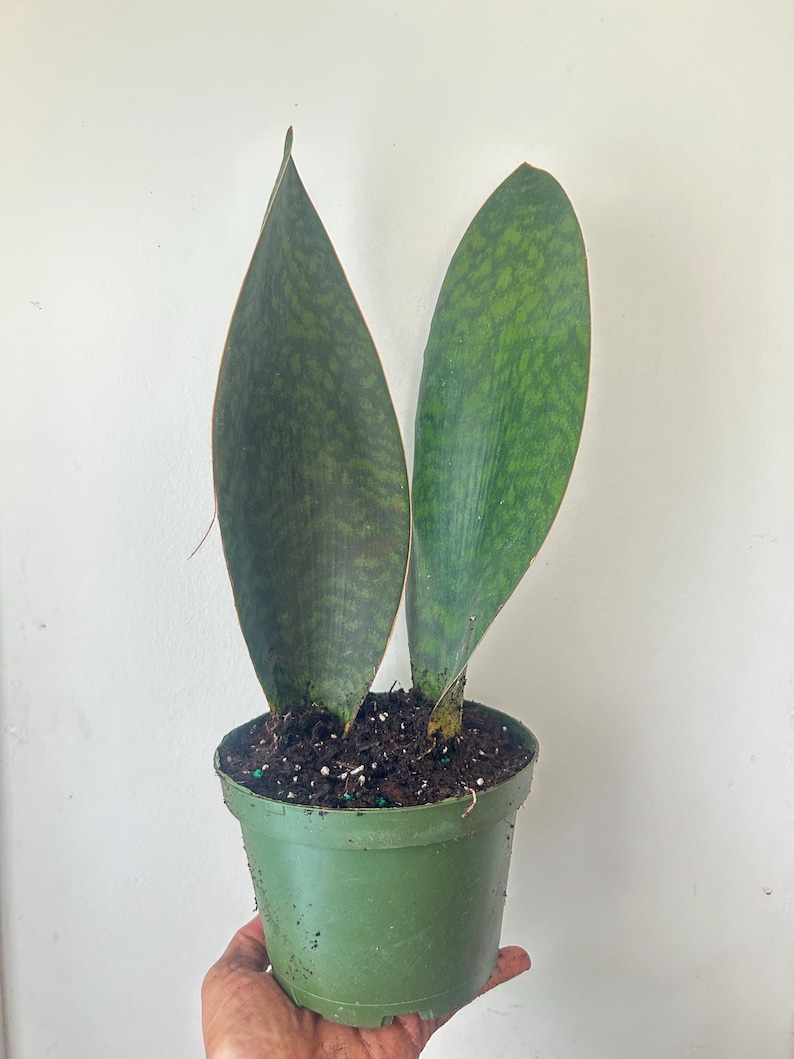 Whale Fin Sansevieria Plant - Dracaena Masoniana - Thumbnail 5
