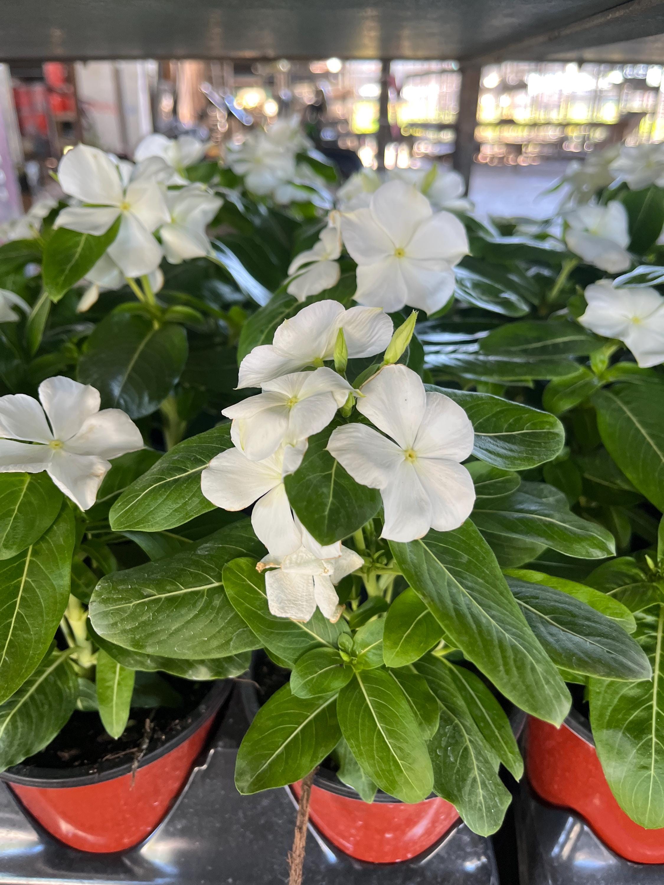 Set of 4 Bright White Vinca Live Plants (madagascar Periwinkle