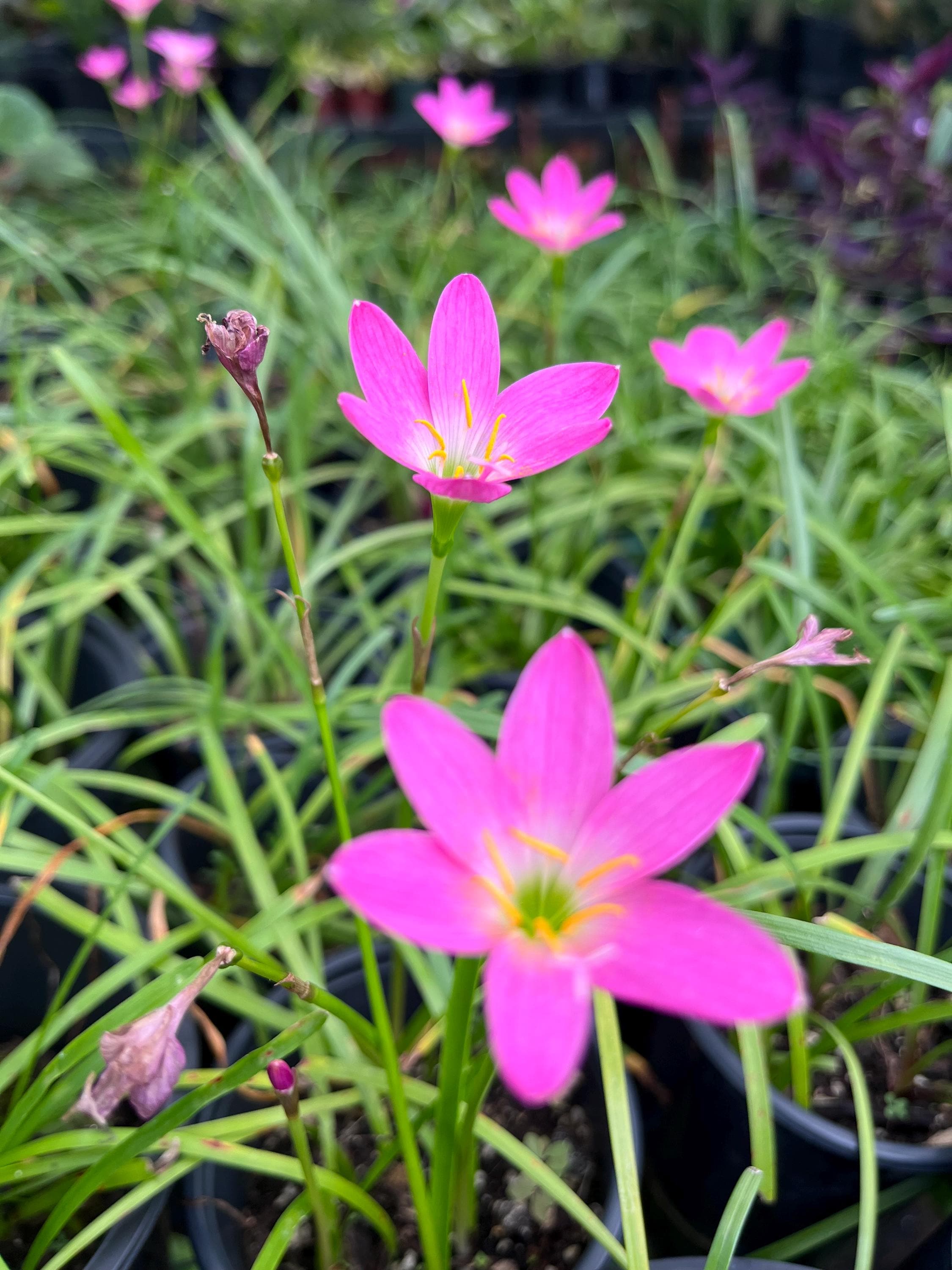 5 Bulb- Rainlily Pink, Zephyr Lily, Fairy Lily, and Rain Flower