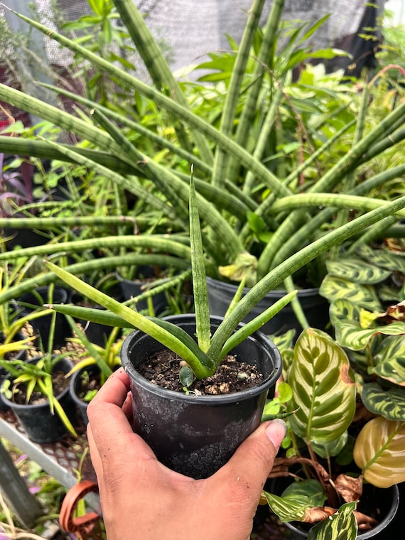 Sansevieria Cylindrica-dracaena Angolensis -cylindrica Snake Plant 4in Pot  - Etsy