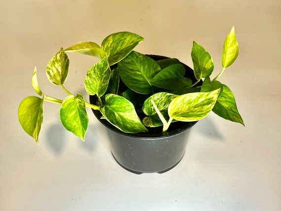 4 in snake plant Sansevieria 'Tower' 4"