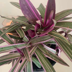 Dwarf Oyster Plant Variegated FULL PLANT Tradescantia spathacea tricolor Rhoeo 'Tricolor', tradescantia, Moses in the cradle,plant 6in pot image 3