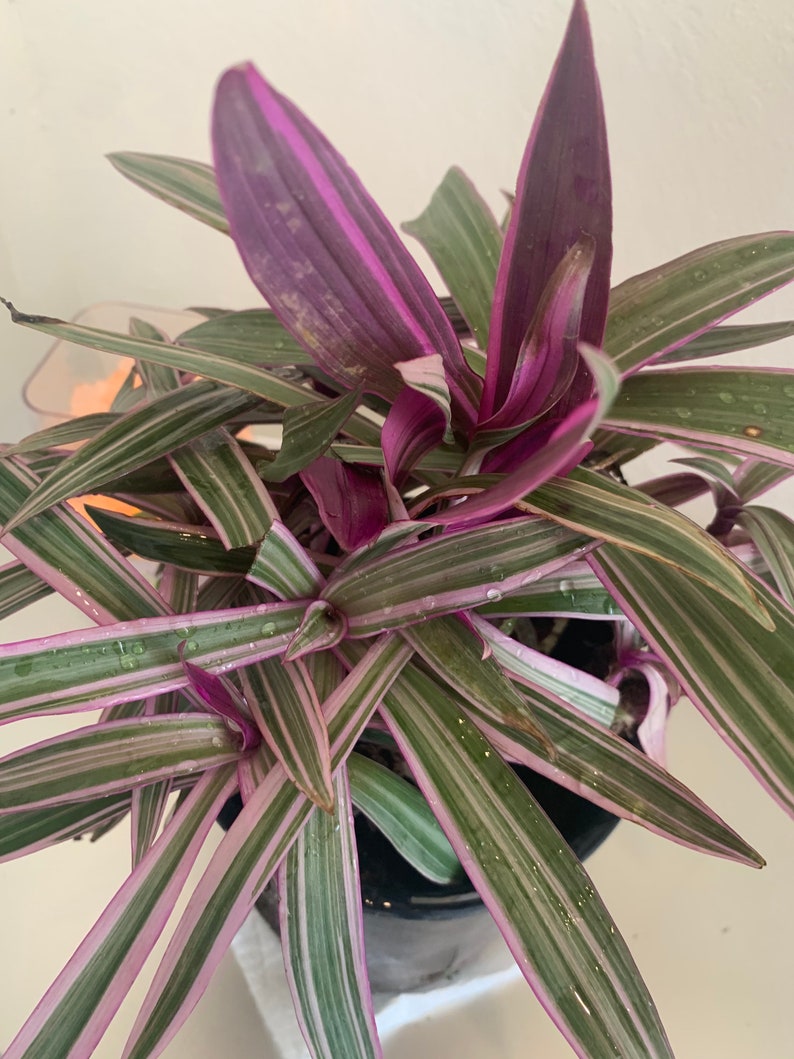 Dwarf Oyster Plant Variegated FULL PLANT Tradescantia spathacea tricolor Rhoeo 'Tricolor', tradescantia, Moses in the cradle,plant 6in pot image 3