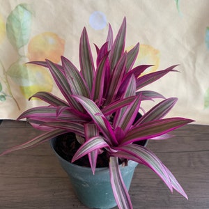 Dwarf Oyster Plant Variegated FULL PLANT Tradescantia spathacea tricolor Rhoeo 'Tricolor', tradescantia, Moses in the cradle,plant 6in pot image 8