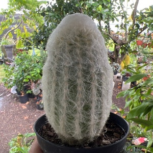 Espostoa melanostele Peruvian Old Lady Cactus Large 4in image 3