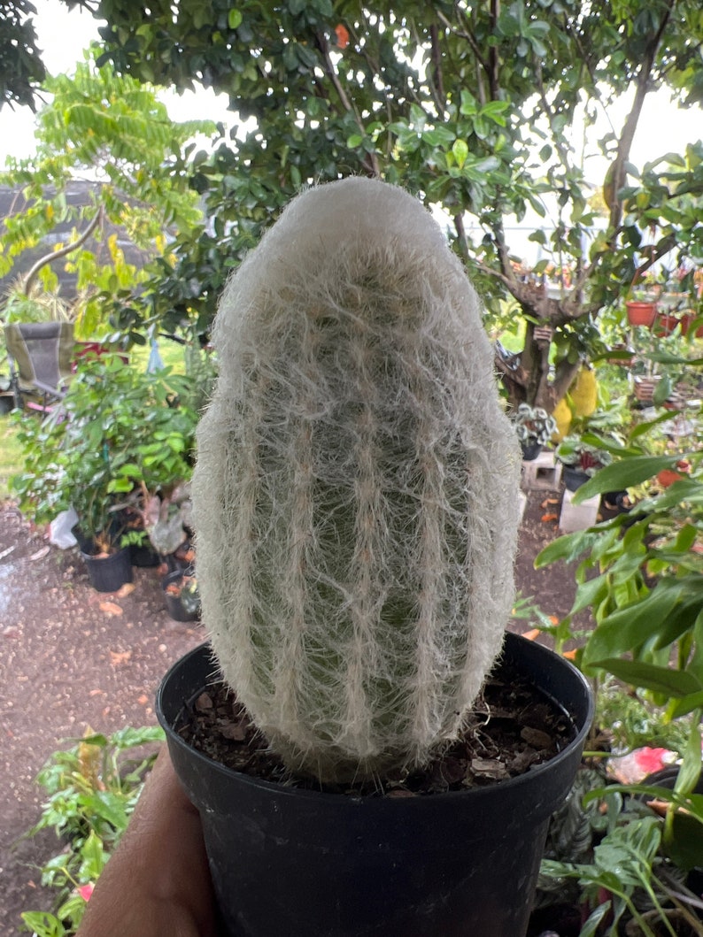 Espostoa melanostele Peruvian Old Lady Cactus Large 4in image 3