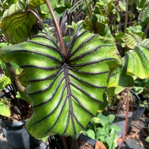 Peut inclure: Gros plan sur une grande feuille verte vibrante avec des nervures violet fonc&eacute; pro&eacute;minentes rayonnant du centre. La feuille a une surface textur&eacute;e et un bord l&eacute;g&egrave;rement froiss&eacute;. La plante est entour&eacute;e d'autres feuillages verts et de pots sombres.