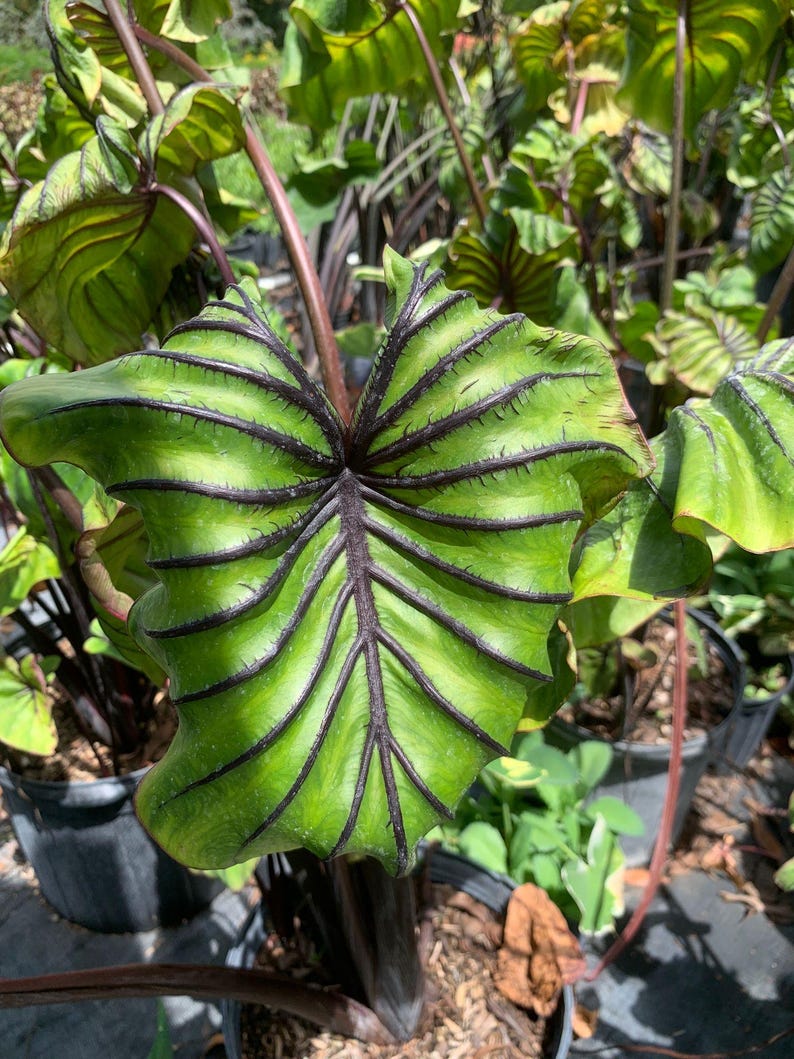 Peut inclure: Gros plan sur une grande feuille verte vibrante avec des nervures violet fonc&eacute; pro&eacute;minentes rayonnant du centre. La feuille a une surface textur&eacute;e et un bord l&eacute;g&egrave;rement froiss&eacute;. La plante est entour&eacute;e d'autres feuillages verts et de pots sombres.