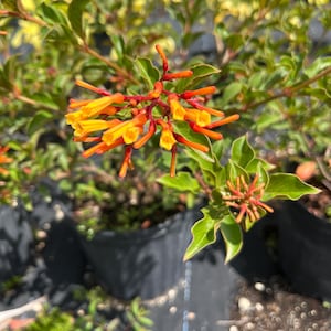 Firebush Plant (Hamelia patens) – Butterfly Magnet – Live Starter Plant – Drought Tolerant – Bright Red-Orange Blooms – Attracts Hummingbird