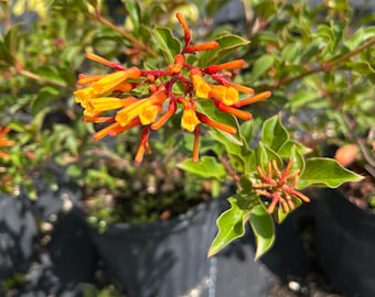 Dwarf Firebush Live Plant – Compact Hamelia Patens – Butterfly & Hummingbird Plant – Tropical Landscape Shrub – 1 Gallon