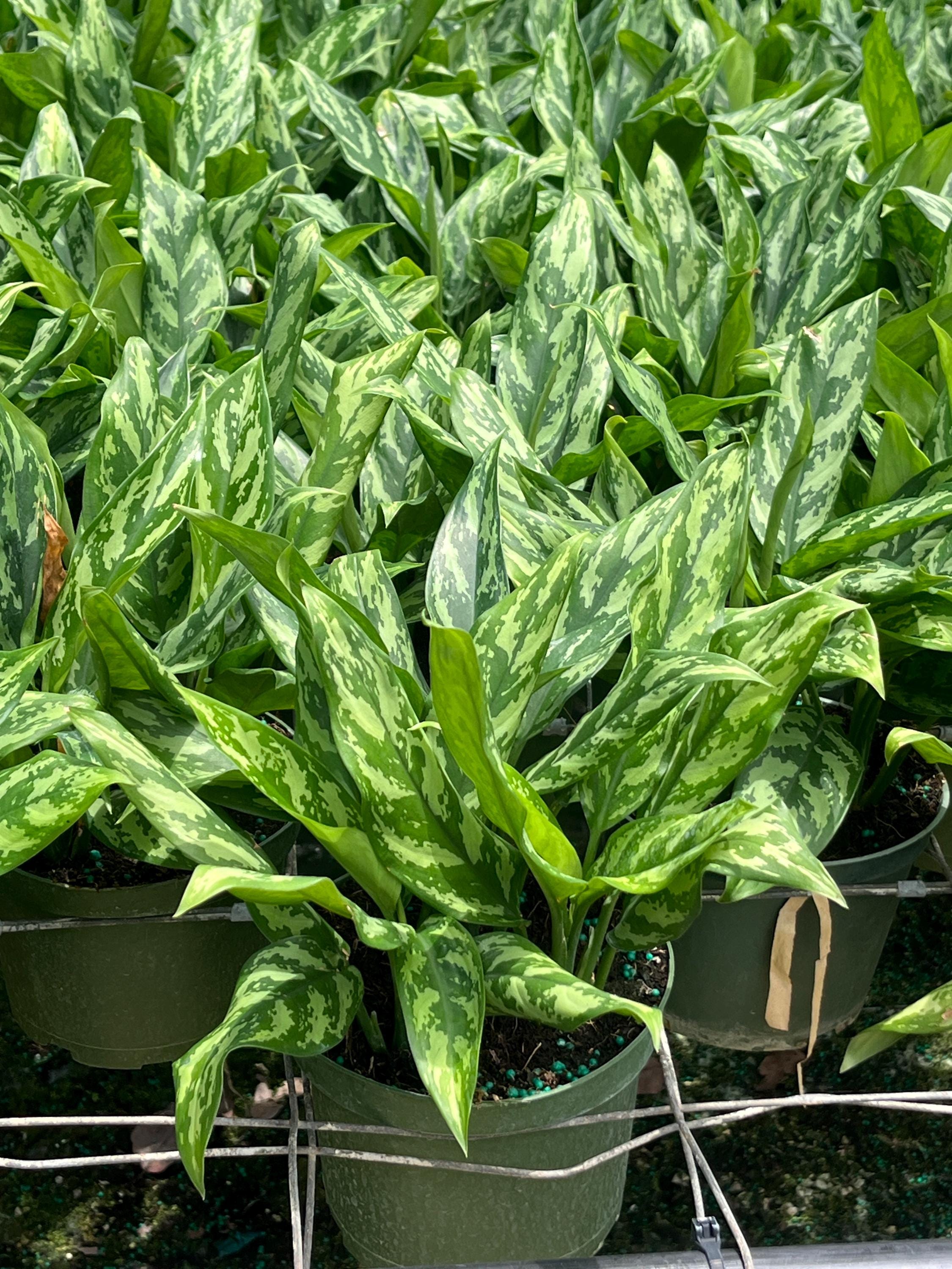 variegated elephant ear plant Alocasia 'Variegata' - Exotic Giant Taro Plant