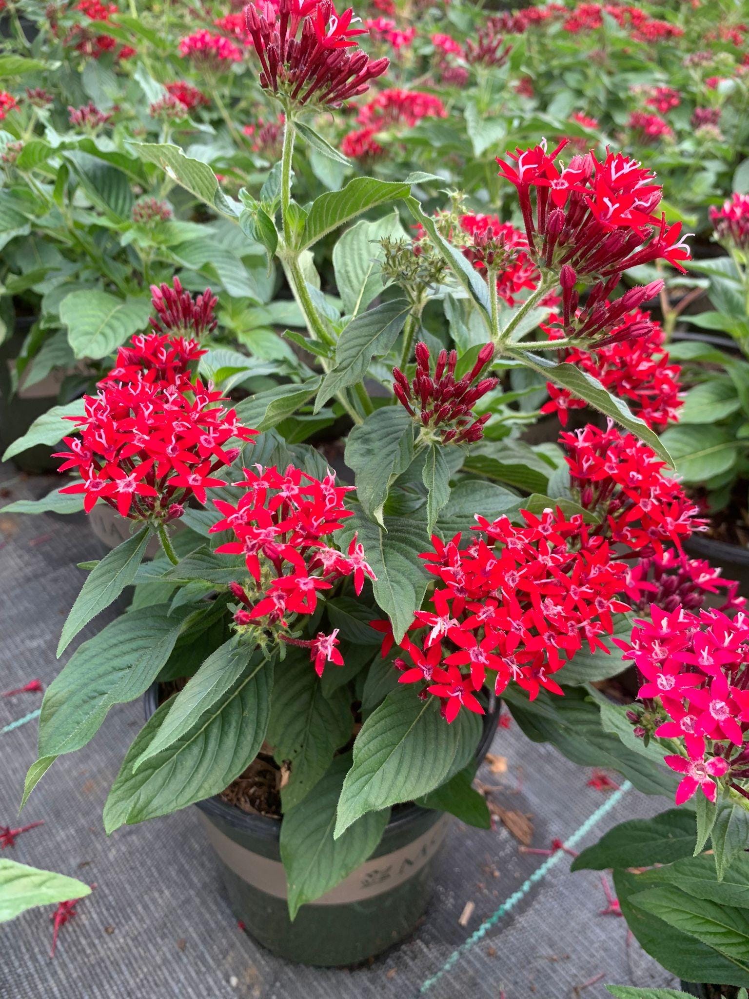 6in Large Red Pentas Plant (Pentas lanceolata) - Butterfly and Hummingbird Magnet for Your Garden