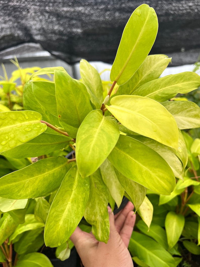 Auragiftshop Philodendron Golden Goddess - Thumbnail 2