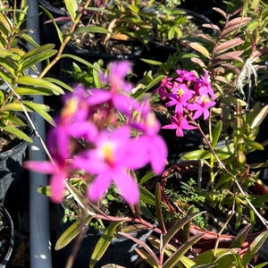 Purple Orchid Epidendrum Radicans - Fire Star Orchid-Five Star-Houseplant- Gift - blooming plant