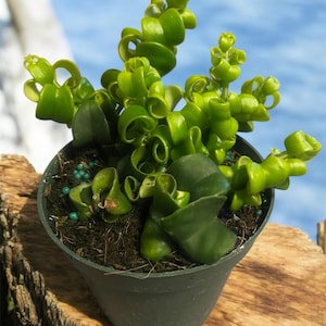 Curly Lipstick Plant – Aeschynanthus Rasta – Live Trailing Houseplant in 4” Pot – Unique Curled Foliage & Bright Red Flowers  Indoor Hanging