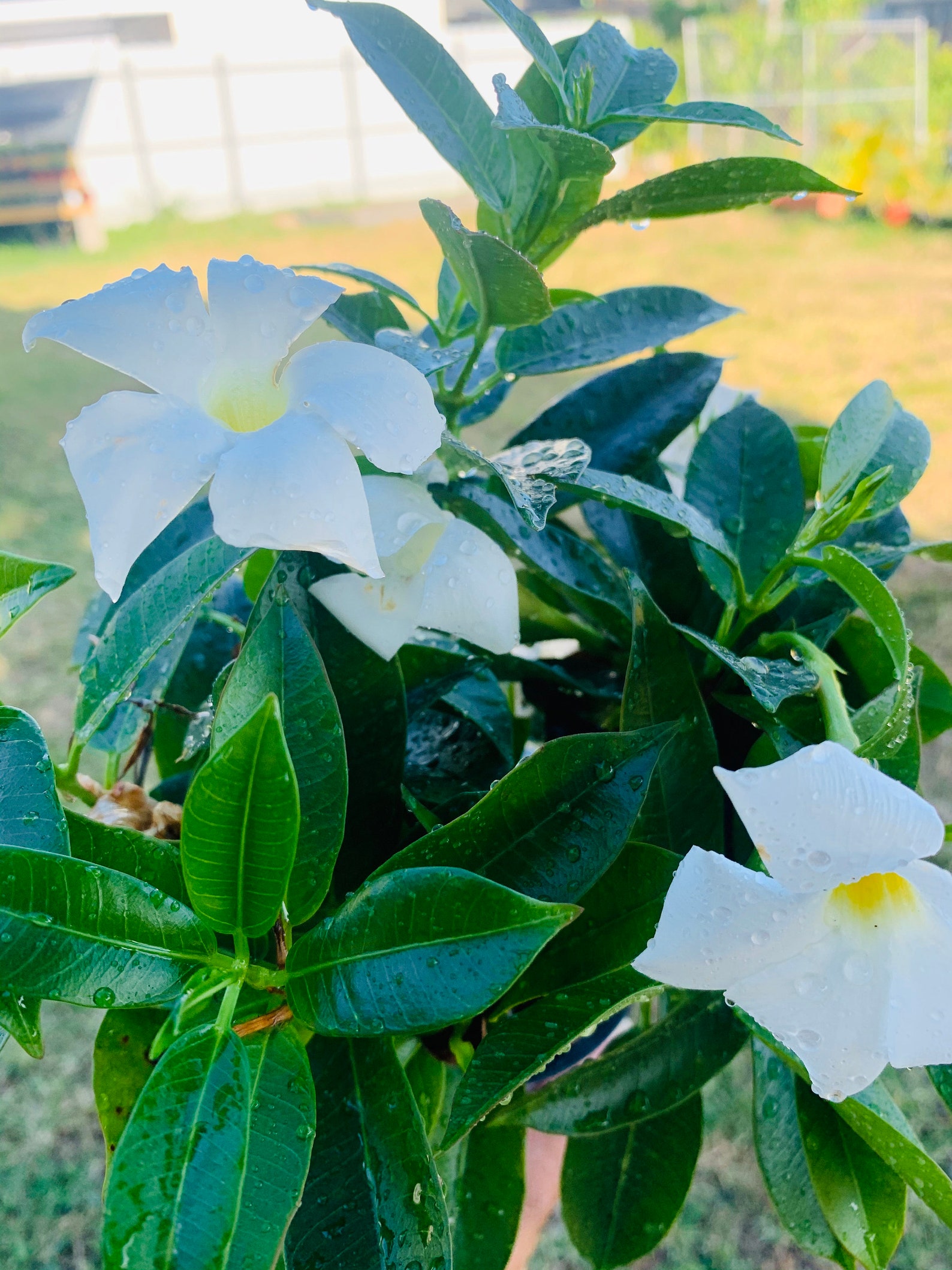 White MandevillaHouseplant Spring Easterblooming plant 4in Etsy