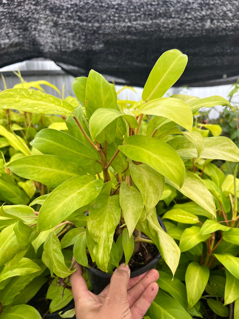 Auragiftshop Philodendron Golden Goddess - Thumbnail 4
