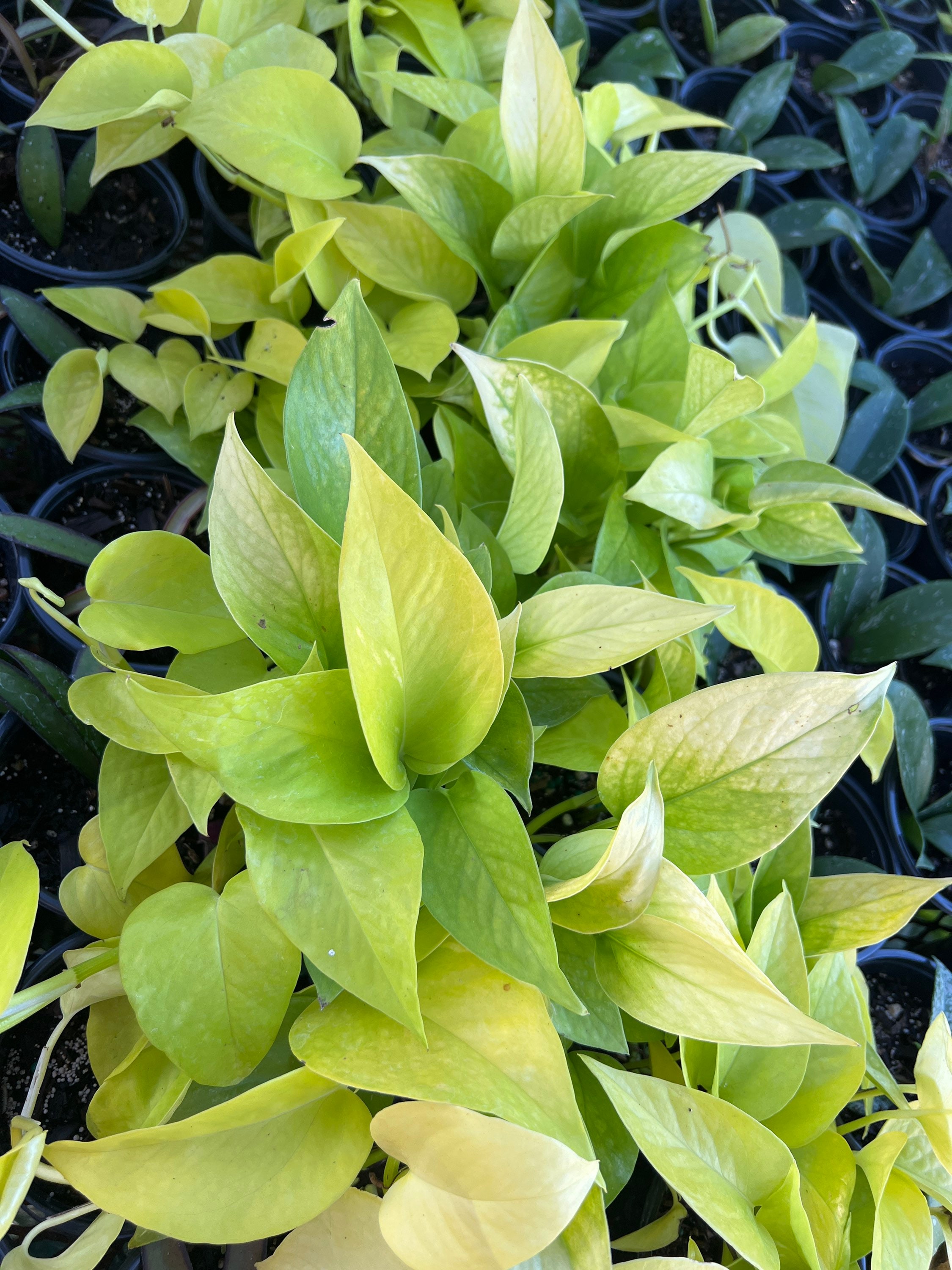 pothos lime Buy Pothos Neon Houseplant Online