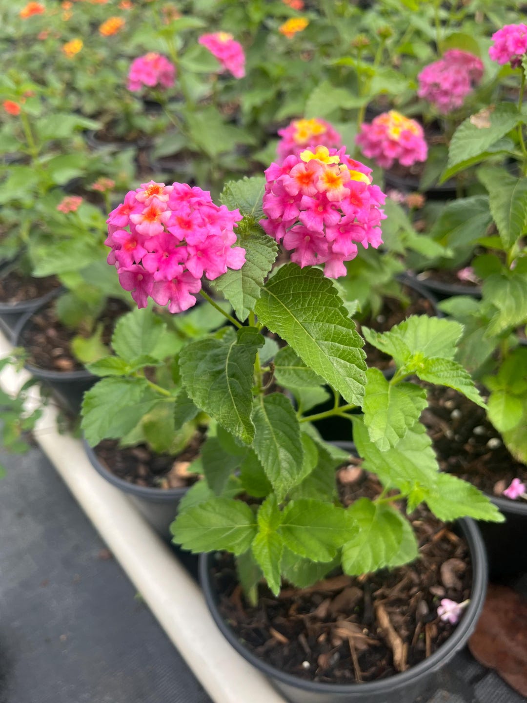 Pink Yellow Lantana Cherry Plant - Co...