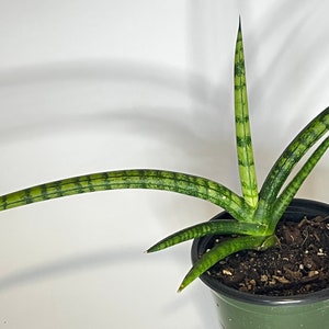 Sansevieria Cylindrica-Dracaena angolensis -cylindrica snake plant 4in pot