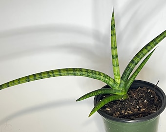 Sanseveria Cylindrica: Mikado Snake Plant in 4" Pot - Etsy