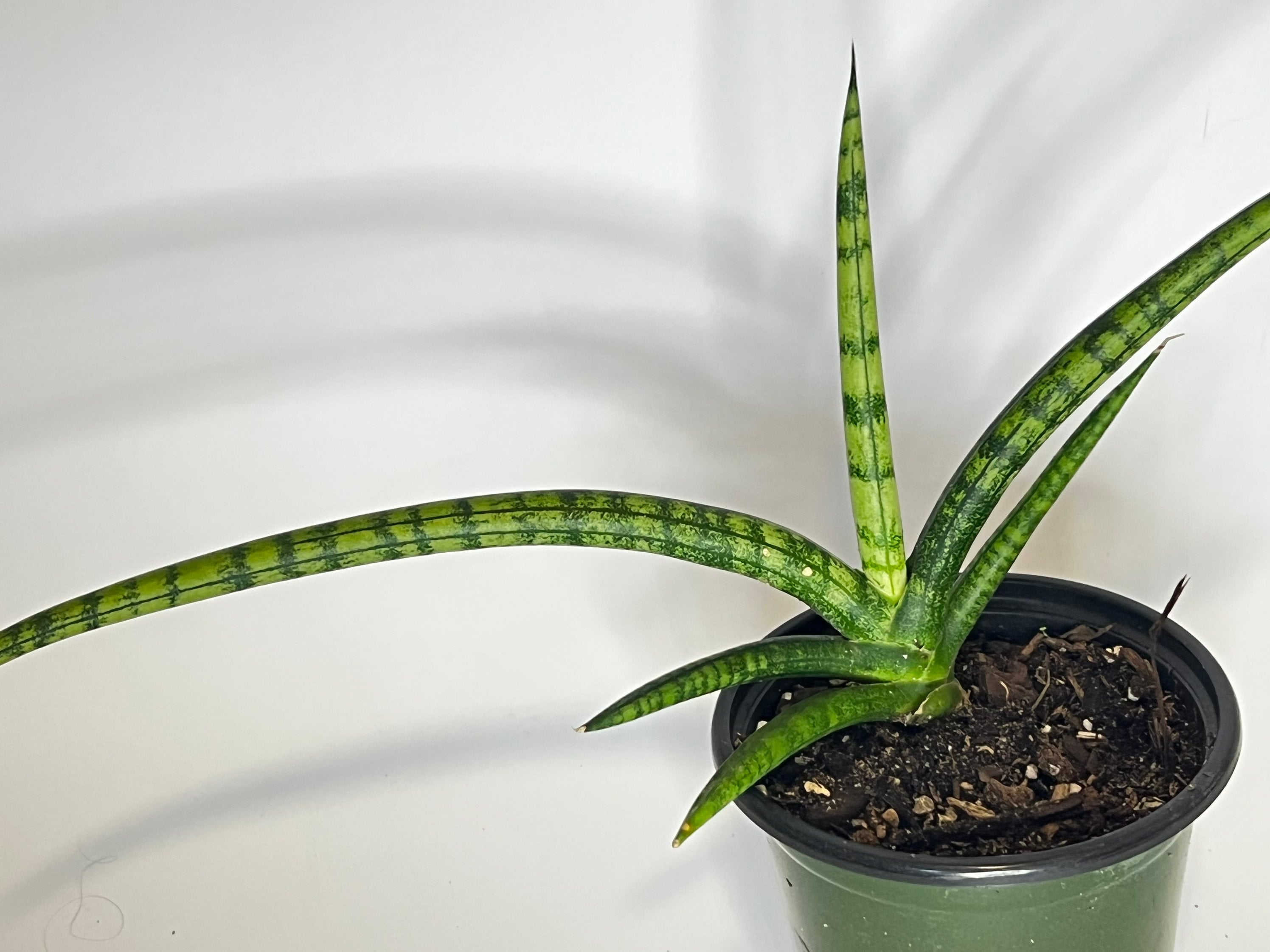 Sansevieria cylindrica 'Boncel' (4")