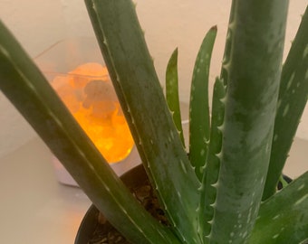 Aloe Vera 6” pot size