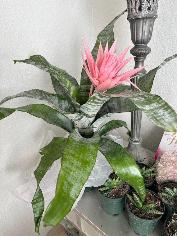XL Aechmea Fasciata (silver Vase Plant / Urn Plant) Bromeliad Pink