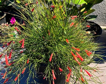 Plante vivante de pétard rouge : Russelia equisetiformis, attractif pour les colibris