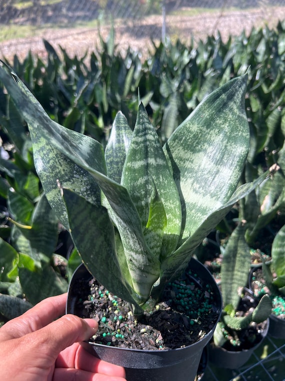 Sansevieria trifasciata 'Robusta' (6")