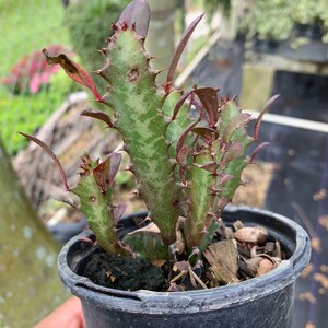 Euphorbia Trigona - African Milk Tree - Easy Care Succulent with Unique Architectural Shape 4 in pot