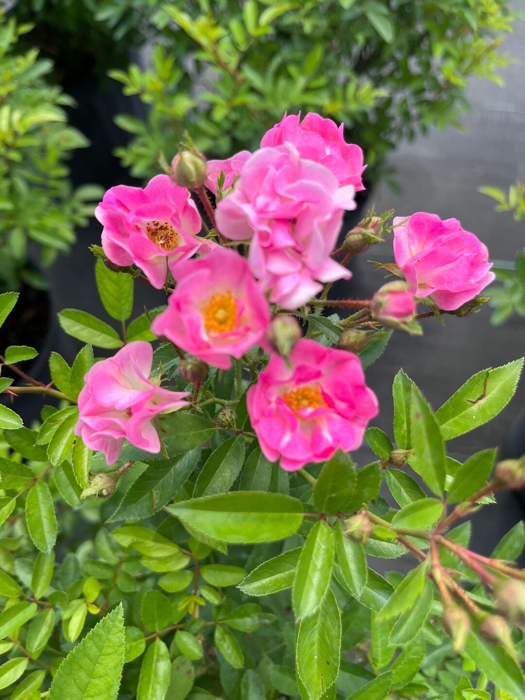 Live Pink Miniature Rose Plant - 1gal - Ideal for Small Gardens - Etsy