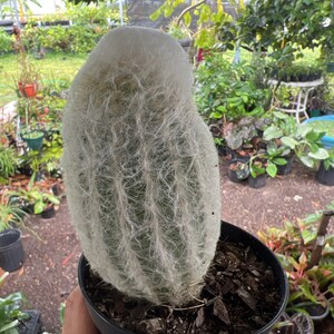 Espostoa melanostele Peruvian Old Lady Cactus Large 4in image 2