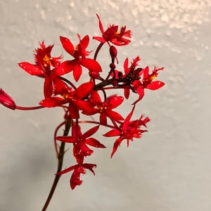 Orchid Epidendrum Radicans Fire Star Orchid-Five Star-Houseplant Mothers Day Spring Easter-blooming plant Red Scarlet image 5