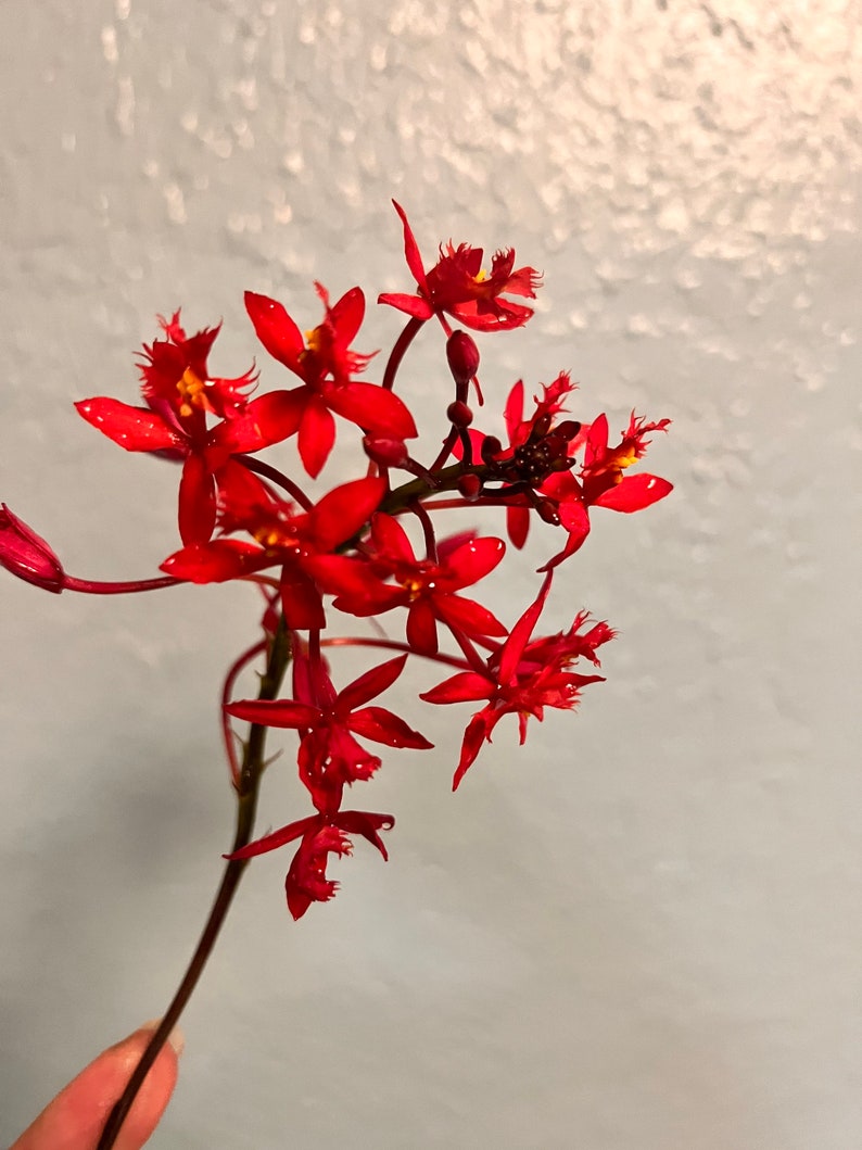 Orchid Epidendrum Radicans Fire Star Orchid-Five Star-Houseplant Mothers Day Spring Easter-blooming plant Red Scarlet image 5