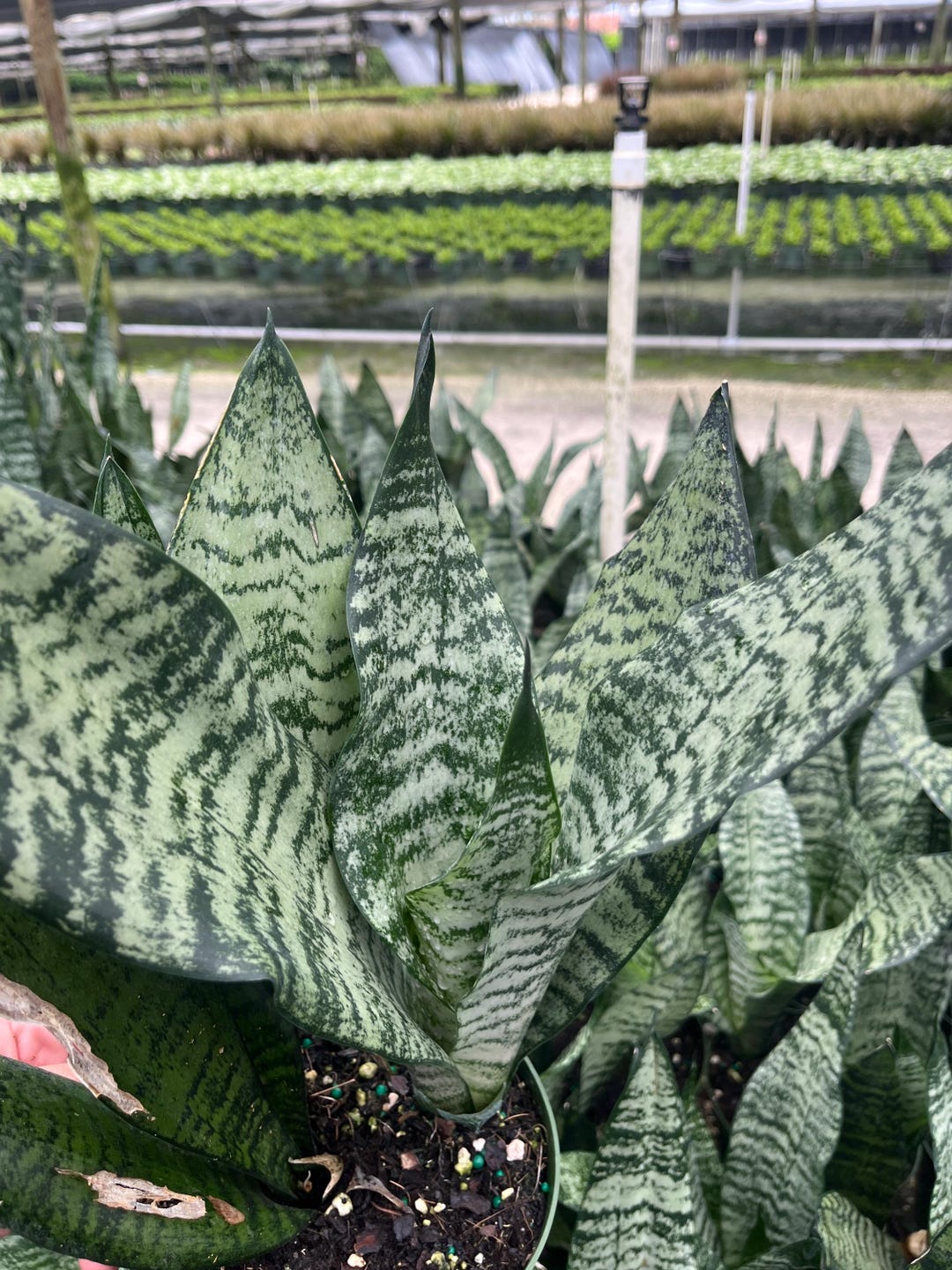 Sansevieria Trifasciata Green - Classic Snake Plant in 6-inch Pot