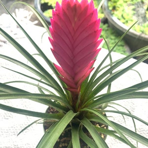 Tillandsia Cyanea w/flower – Pink Quill Bromeliad – Stunning Air Plant – Easy Care Epiphyte – Perfect for Decorative Displays and Terrariums